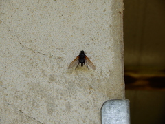 Satyramoeba hetrusca