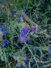Anchusa officinalis