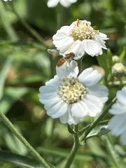 Toxomerus marginatus