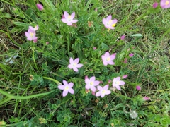 Centaurium erythraea