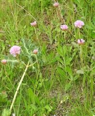 Armeria arenaria