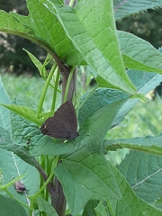Satyrium calanus