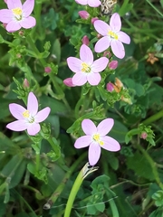 Centaurium erythraea