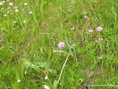 Armeria arenaria