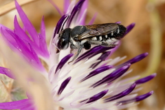 Megachile