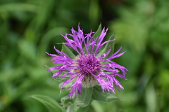 Centaurea nervosa