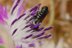 Megachile