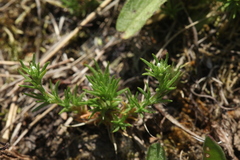 Scleranthus perennis