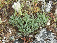 Platycapnos spicata