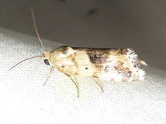 Ponometia nannodes
