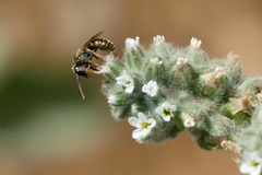 Halictus
