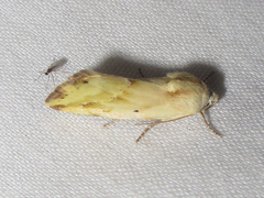 Ponometia pulchra
