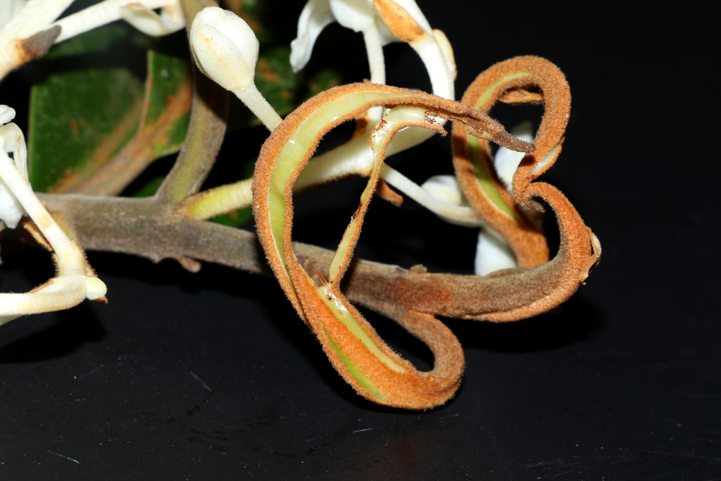 Calophyllum lanigerum