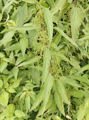 Urtica kioviensis