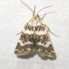 Pseudacontia crustaria