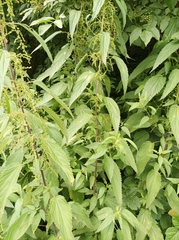 Urtica kioviensis