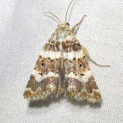 Pseudacontia crustaria