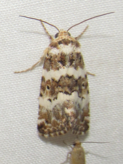 Pseudacontia crustaria