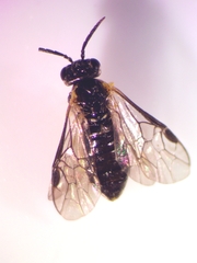 Pristiphora appendiculata