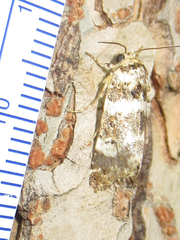 Pseudacontia crustaria