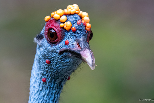 Ocellated Turkey