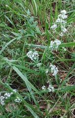 Galium mollugo