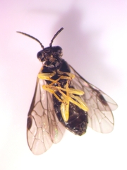 Pristiphora appendiculata