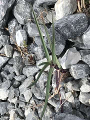 Poa cenisia