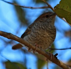 Calamonastes stierlingi