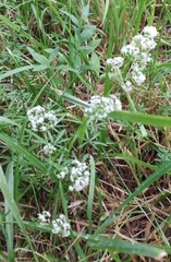 Galium mollugo