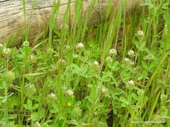 Trifolium cherleri