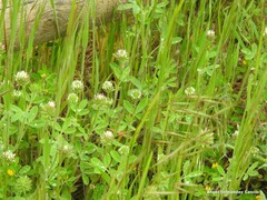 Trifolium cherleri
