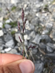 Poa cenisia