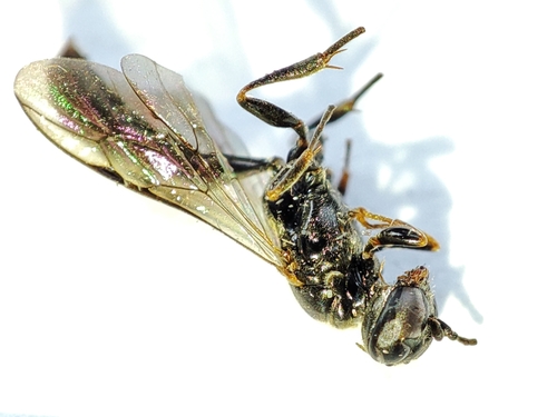 Club Horned Wood Borer Wasp