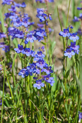 Penstemon virens