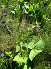 Ligularia subsagittata