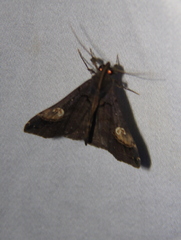 Scopifera lycagusalis