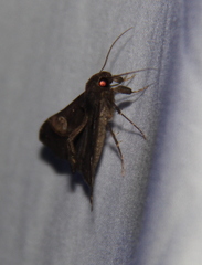 Scopifera lycagusalis