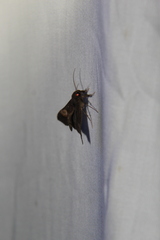 Scopifera lycagusalis