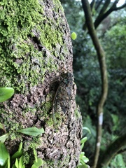 Tanna sozanensis