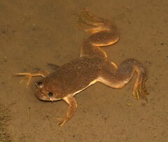 Xenopus muelleri