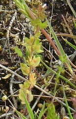 Arenaria obtusiflora