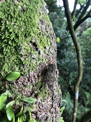 Tanna sozanensis