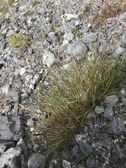 Festuca quadriflora