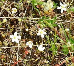 Arenaria obtusiflora