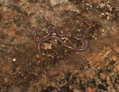 Myriopholis longicauda