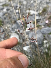 Festuca quadriflora