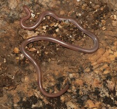 Myriopholis longicauda