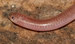 Myriopholis longicauda