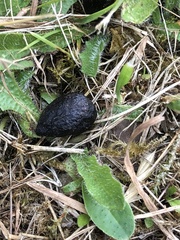 Oryctolagus cuniculus cuniculus